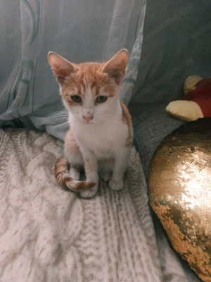 Donez motănel cuminte  - imagine 3 Donez motănel cuminte  - imagine 3