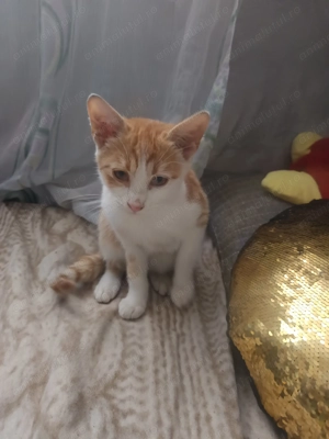 Donez motănel cuminte