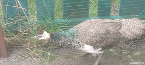 păun și fazani auri la grămadă 