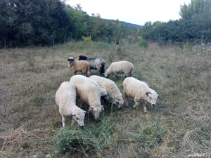 oi tinere disponibile 