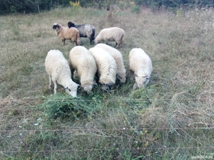 oi tinere disponibile  - imagine 2