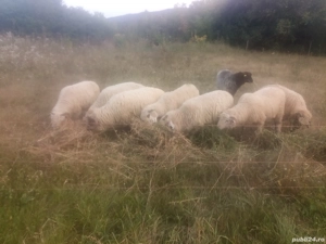 oi tinere disponibile  - imagine 4