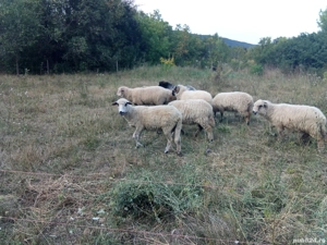 oi tinere disponibile  - imagine 3