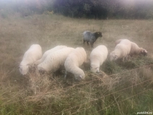 oi tinere disponibile  - imagine 5