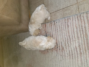 De vanzare bichon - imagine 2 De vanzare bichon - imagine 2