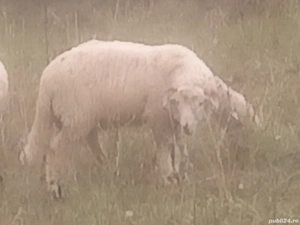 Berbec băl tânăr  - imagine 2