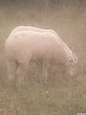 Berbec băl tânăr  - imagine 4