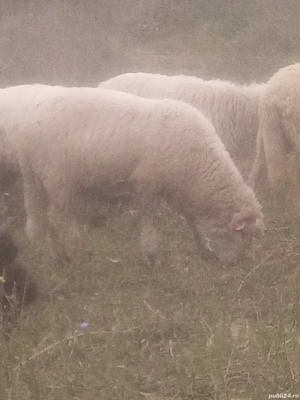 Berbec băl tânăr  - imagine 3