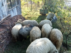 disponibile 2 oi tinere