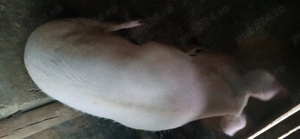 Purcele 120   150  - imagine 2 Purcele 120   150  - imagine 2