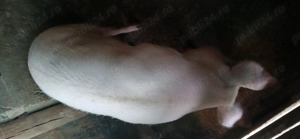 Purcele 120   150  - imagine 3 Purcele 120   150  - imagine 3