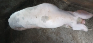 Purcele 120   150  - imagine 5 Purcele 120   150  - imagine 5