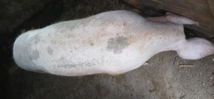 Purcele 120   150  - imagine 4 Purcele 120   150  - imagine 4