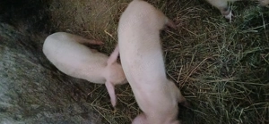 Ultimele 3 purcelușe