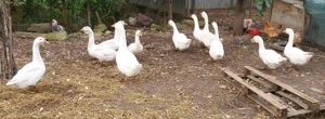Găini și gâște de vânzare