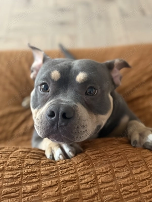 American bully pocket  - imagine 4