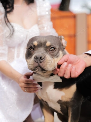 American bully pocket 