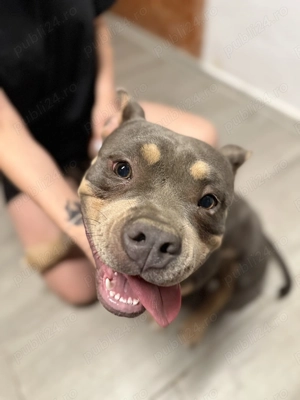 American bully pocket  - imagine 3