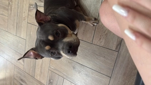 American bully pocket  - imagine 2