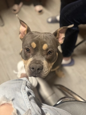 American bully pocket  - imagine 5