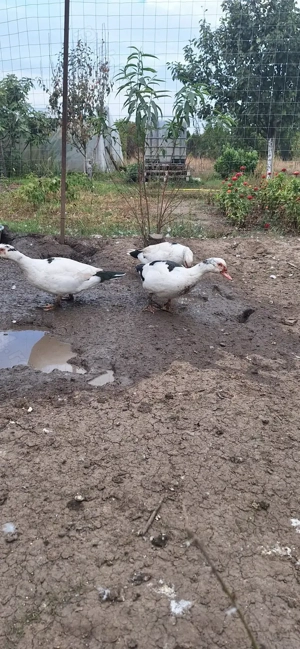 Vând rațe mute și gâște. - imagine 5