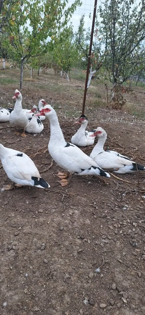 Vând rațe mute și gâște. - imagine 3