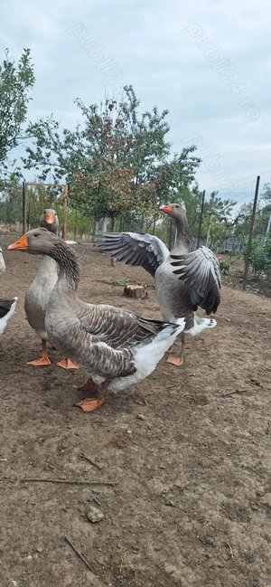 Vând rațe mute și gâște. - imagine 2