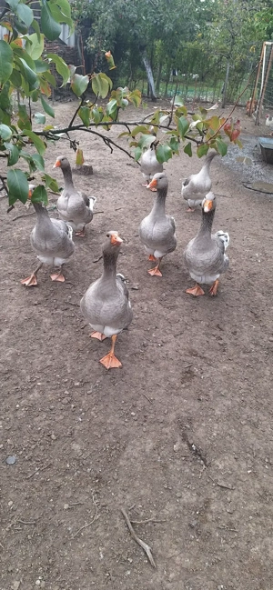 Vând rațe mute și gâște. - imagine 4