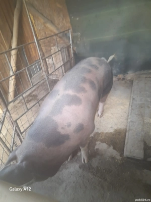 De vânzare  - imagine 2 De vânzare  - imagine 2