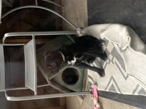 Catelusa schnauzer pitic  - imagine 4