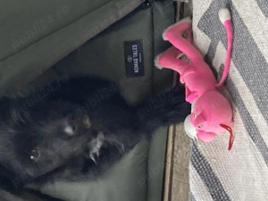 Catelusa schnauzer pitic 