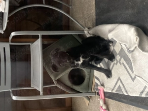 Catelusa schnauzer pitic  - imagine 2