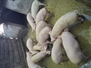 Purcei 2 luni si jumatate