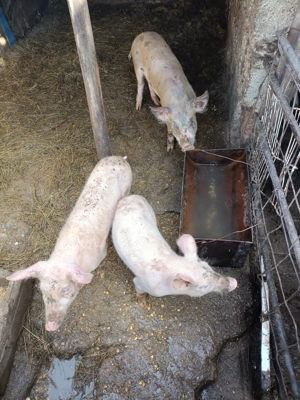 Vând purcei de rasa marele alb  - imagine 5