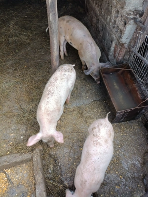 Vând purcei de rasa marele alb 