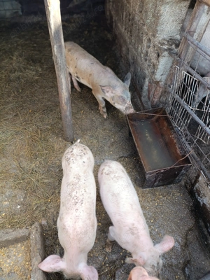 Vând purcei de rasa marele alb  - imagine 3
