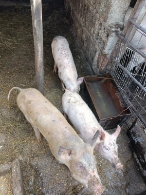 Vând purcei de rasa marele alb  - imagine 2