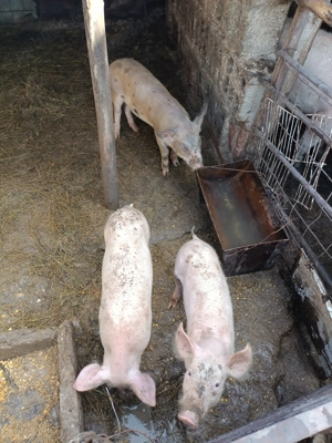Vând purcei de rasa marele alb  - imagine 4