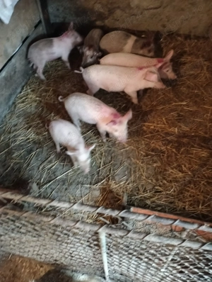 Vînd purceii de 8 saptamini