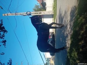 vand armasar frizian de un an si opt luni  - imagine 2