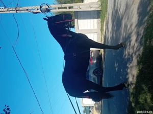 vand sau schimb manz frizeria de un an si sapte luni 