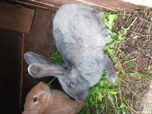 vând iepuri, deci tăiat sau de ținut 