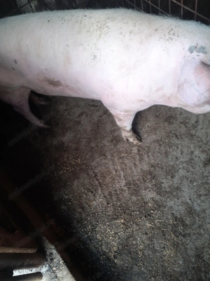 Porci de vanzare  - imagine 2