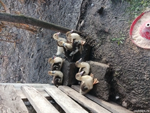 vând boboci de rață, sau de tăiat despre crescut