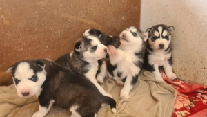 Siberian Husky pui