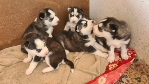 Siberian Husky pui - imagine 2 Siberian Husky pui - imagine 2