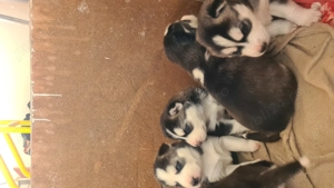 Siberian Husky pui - imagine 4 Siberian Husky pui - imagine 4