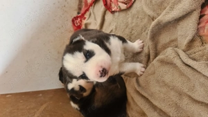 Siberian Husky pui - imagine 5 Siberian Husky pui - imagine 5