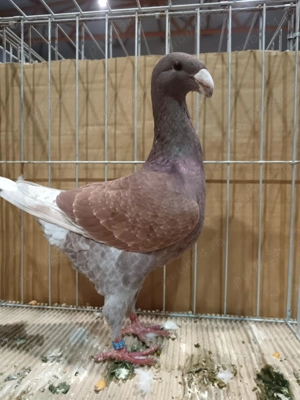 Voiajorgerman de frumusete