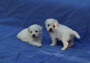 pui Bichon Frise cu pedigree FCI - imagine 3